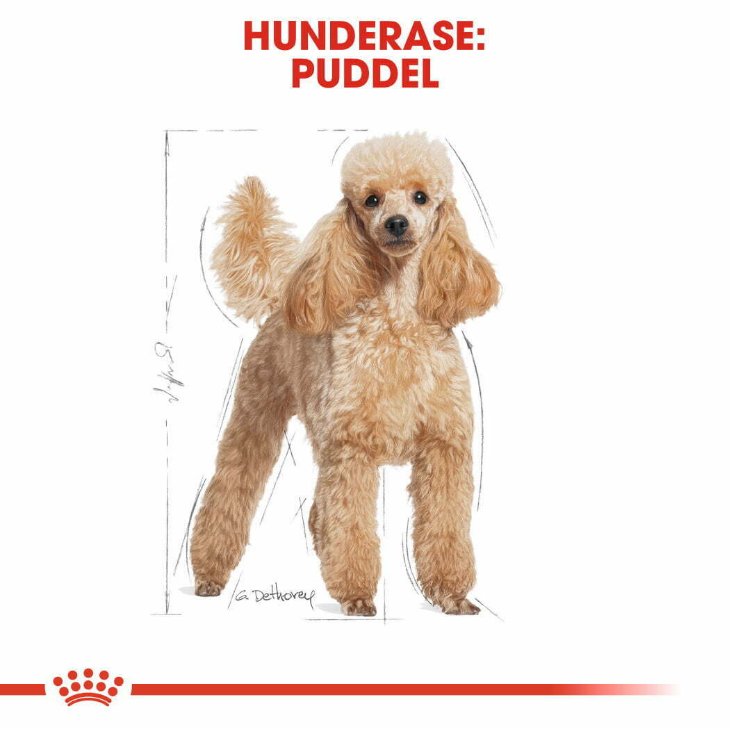 royal canin poodle