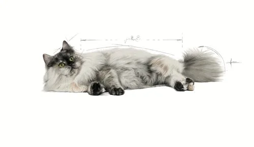 RC Feline Hair & Skin Care 10 kg - Bilde 2
