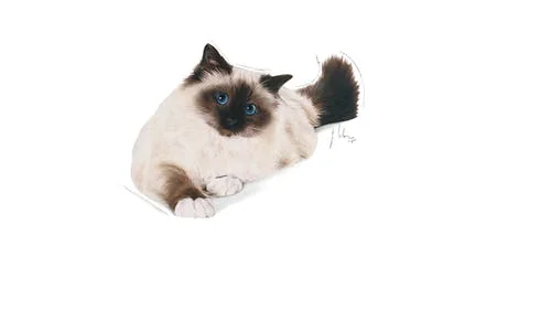 RC Feline Hairball Care 400 g - Bilde 2