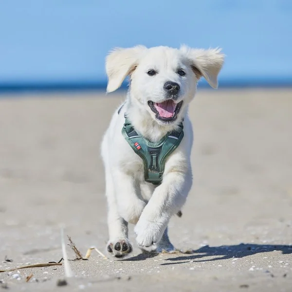 Ramble Harness Green M - Bilde 2