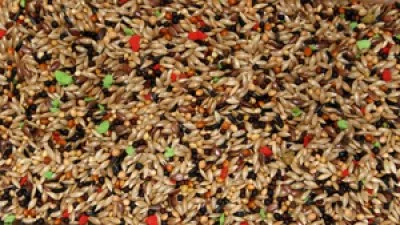 Bello Kanarie Frø Blanding m/vitamin 5 kg