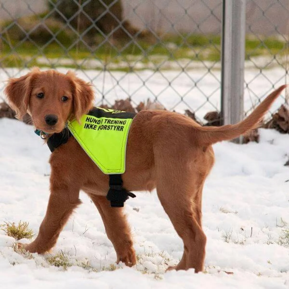 Canelana Markeringsdekken Small (Ikke Forstyrr)