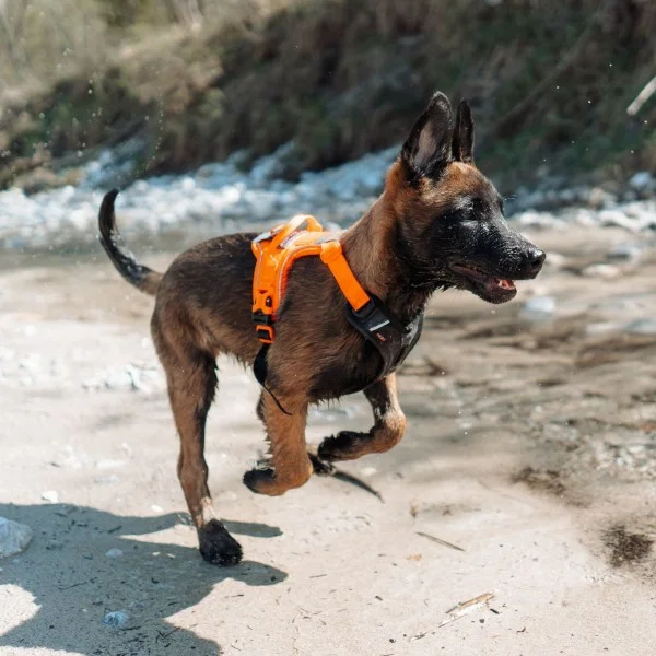 Ramble Harness Orange L - Bilde 2