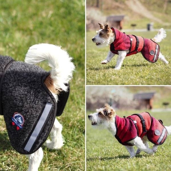 Ambassadør Ulldekken S Terrier - Bilde 2