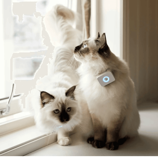 Lilcat GPS Og Aktivitetsmåler - Bilde 2