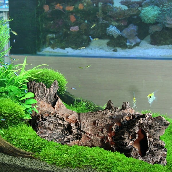 AN Forest 5 - Bilde 2